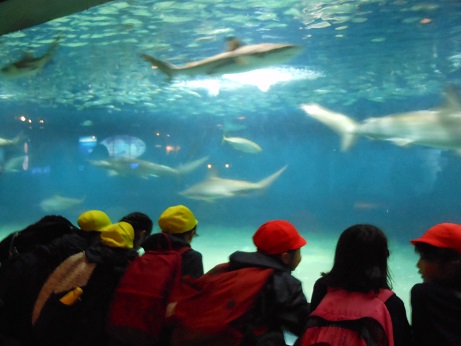 ４年生　葛西臨海水族館